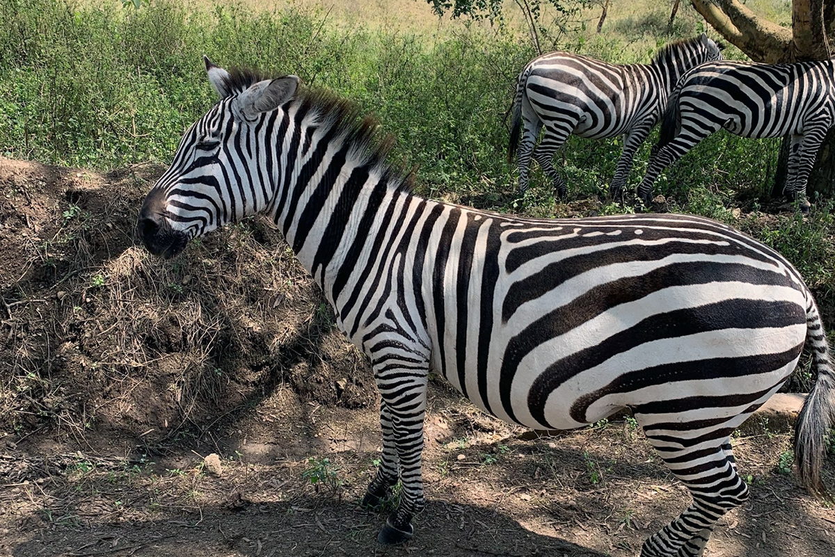 Zebra in Kenya
